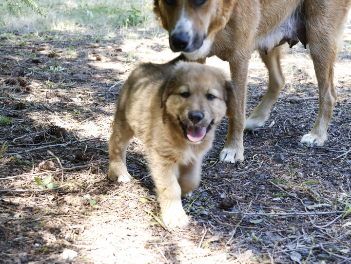chinook dog
